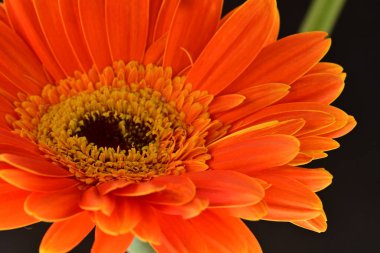 Siyah arkaplanda turuncu gerbera çiçeği