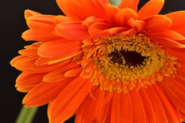 Siyah arkaplanda turuncu gerbera çiçeği