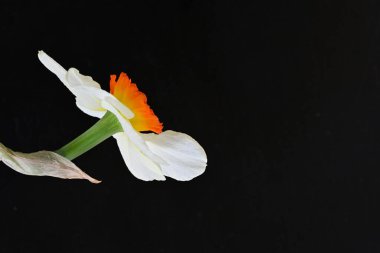 Narcissus ilkbahar çiçeği siyah arkaplanda yakın görünüm 