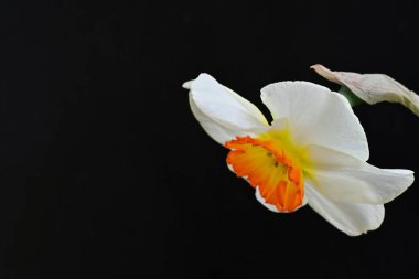 Narcissus ilkbahar çiçeği siyah arkaplanda yakın görünüm 