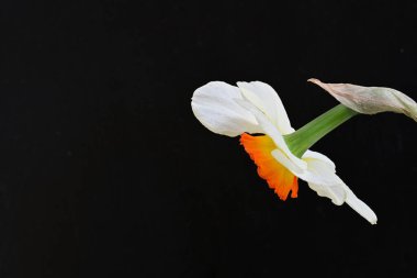 Narcissus ilkbahar çiçeği siyah arkaplanda yakın görünüm 