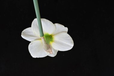 Narcissus ilkbahar çiçeği siyah arkaplanda yakın görünüm 