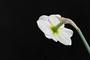 Narcissus ilkbahar çiçeği siyah arkaplanda yakın görünüm 