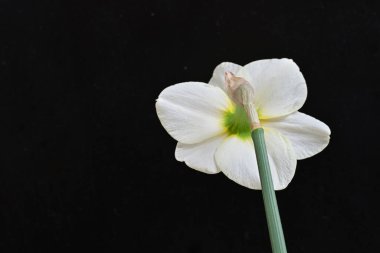 Narcissus ilkbahar çiçeği siyah arkaplanda yakın görünüm 