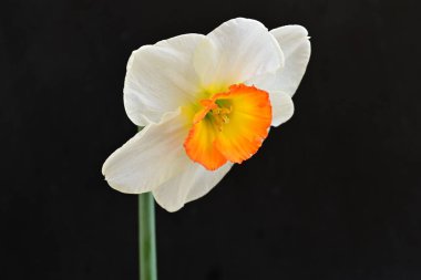 Narcissus ilkbahar çiçeği siyah arkaplanda yakın görünüm 