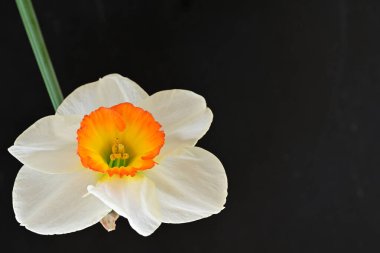 Narcissus ilkbahar çiçeği siyah arkaplanda yakın görünüm 