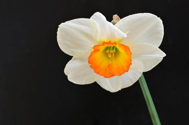 Narcissus ilkbahar çiçeği siyah arkaplanda yakın görünüm 