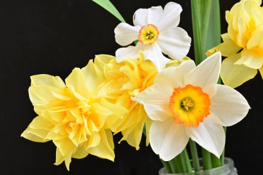 Siyah arka planda sarı nergis çiçekleri..