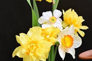 Narcissus bahar çiçekleri siyah arkaplanı kapatır 