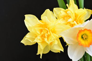 Siyah arka planda sarı nergis çiçekleri..