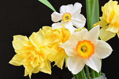 Narcissus bahar çiçekleri siyah arkaplanı kapatır 