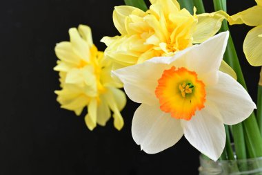 Narcissus bahar çiçekleri siyah arkaplanı kapatır 
