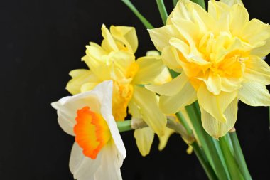 Narcissus bahar çiçekleri siyah arkaplanı kapatır 