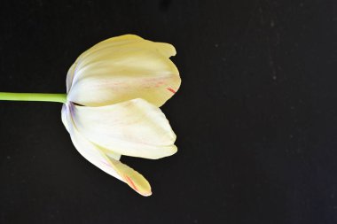 Siyah arkaplandaki sarı laleyi kapat