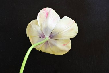 Siyah arkaplandaki sarı laleyi kapat