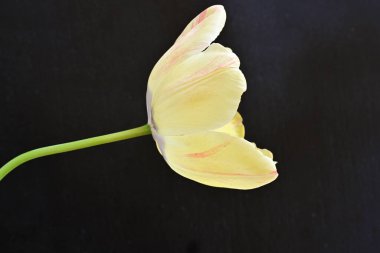 Siyah arkaplandaki sarı laleyi kapat