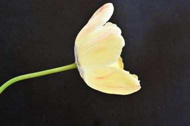 Siyah arkaplandaki sarı laleyi kapat