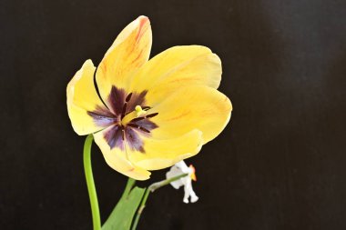 Siyah arkaplandaki sarı laleyi kapat