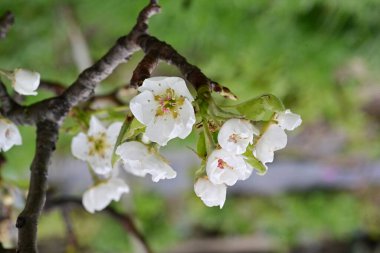 Elma ağacının beyaz çiçeklerinin manzarası. Güzel açan bahar ağacı.