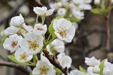Elma ağacının beyaz çiçeklerinin manzarası. Güzel açan bahar ağacı.