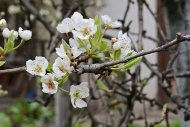 Elma ağacının beyaz çiçeklerinin manzarası. Güzel açan bahar ağacı.