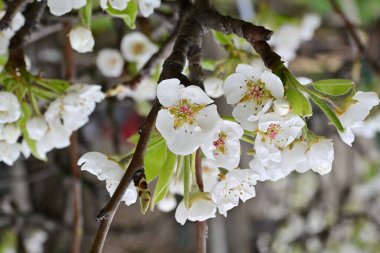 Elma ağacının beyaz çiçeklerinin manzarası. Güzel açan bahar ağacı.
