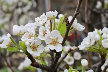 Elma ağacının beyaz çiçeklerinin manzarası. Güzel açan bahar ağacı.