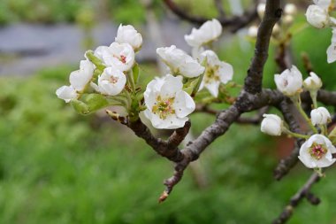 Elma ağacının beyaz çiçeklerinin manzarası. Güzel açan bahar ağacı.