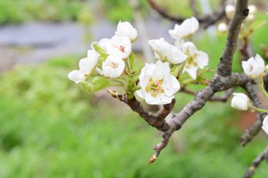 Elma ağacının beyaz çiçeklerinin manzarası. Güzel açan bahar ağacı.