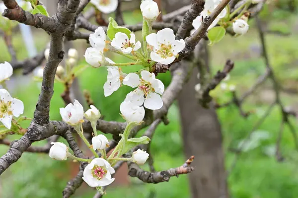 Elma ağacının beyaz çiçeklerinin manzarası. Güzel açan bahar ağacı.