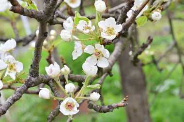 Elma ağacının beyaz çiçeklerinin manzarası. Güzel açan bahar ağacı.