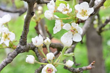 Elma ağacının beyaz çiçeklerinin manzarası. Güzel açan bahar ağacı.