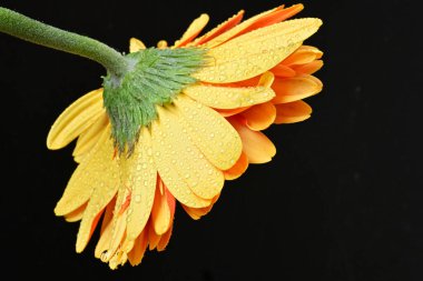 Siyah arkaplanda turuncu gerbera çiçeği
