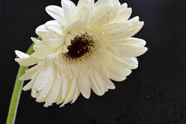 Siyah arkaplanda beyaz Gerbera çiçekleri