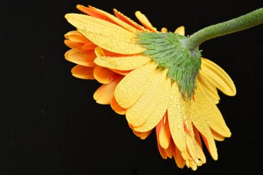 Siyah arkaplanda turuncu gerbera çiçeği