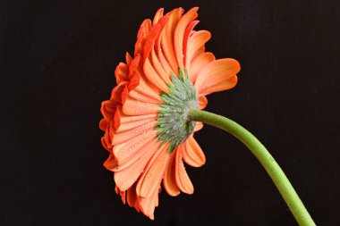 Siyah arkaplanda kırmızı gerbera çiçeği