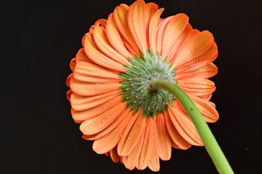 Siyah arkaplanda kırmızı gerbera çiçeği
