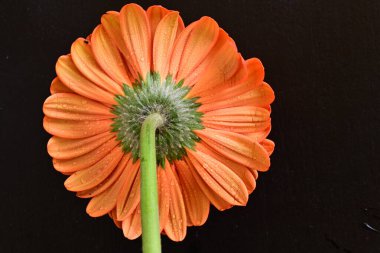 Siyah arkaplanda kırmızı gerbera çiçeği