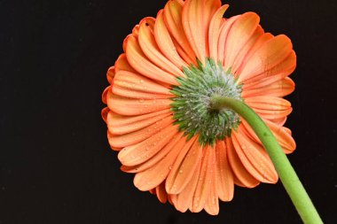 Siyah arkaplanda kırmızı gerbera çiçeği