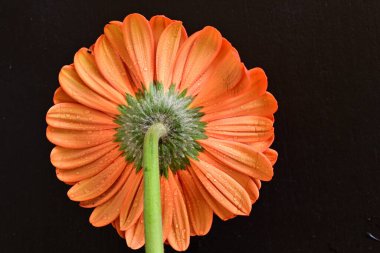 Siyah arkaplanda kırmızı gerbera çiçeği