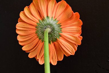 Siyah arkaplanda kırmızı gerbera çiçeği