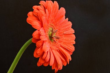 Siyah arkaplanda kırmızı gerbera çiçeği