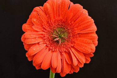 Siyah arkaplanda kırmızı gerbera çiçeği