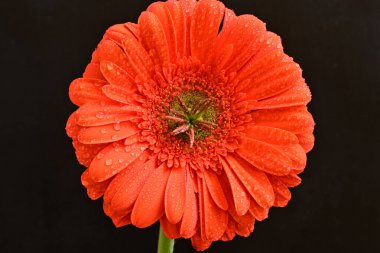 Siyah arkaplanda kırmızı gerbera çiçeği