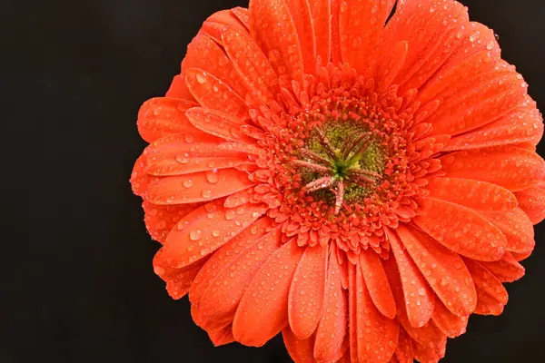 Siyah arkaplanda kırmızı gerbera çiçeği