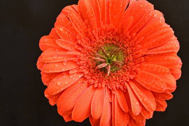 Siyah arkaplanda kırmızı gerbera çiçeği