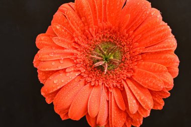 Siyah arkaplanda kırmızı gerbera çiçeği