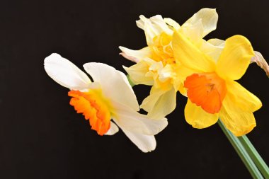 Narcissus bahar çiçekleri siyah arkaplanı kapatır 