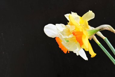 Narcissus bahar çiçekleri siyah arkaplanı kapatır 