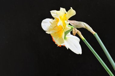 Narcissus bahar çiçekleri siyah arkaplanı kapatır 